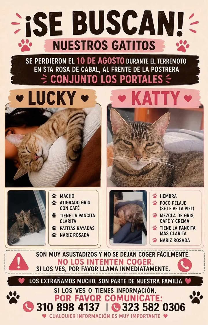 Gatos perdidos en Santa Rosa de Cabal tras terremoto: Buscan a Lucky y Katty 