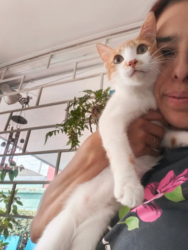 Gatos en Adopción en Bogotá 