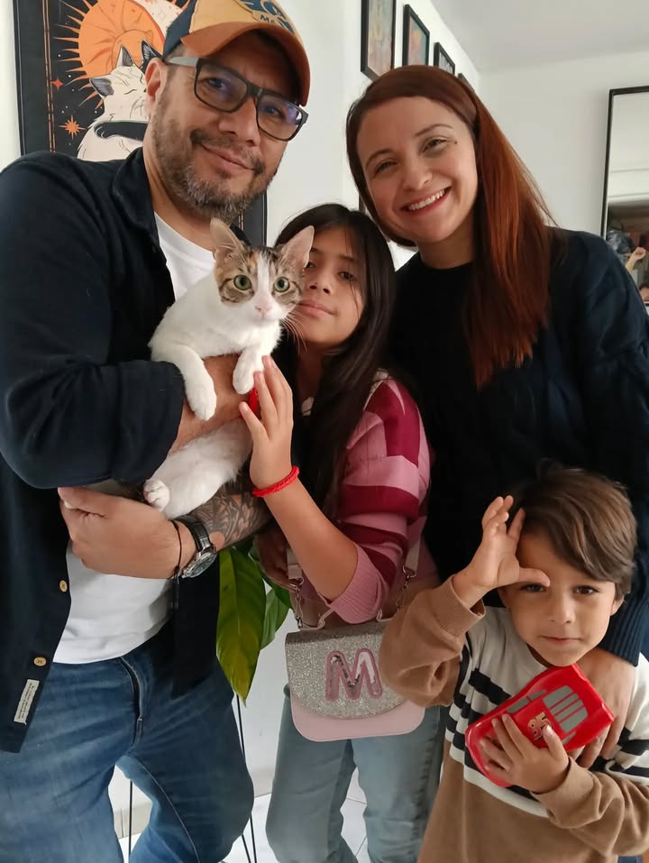 Gatos en Adopción en Bogotá 