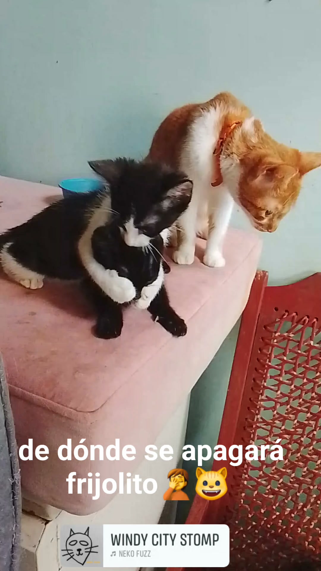 Gato Negro y Blanco Perdido en Neira 