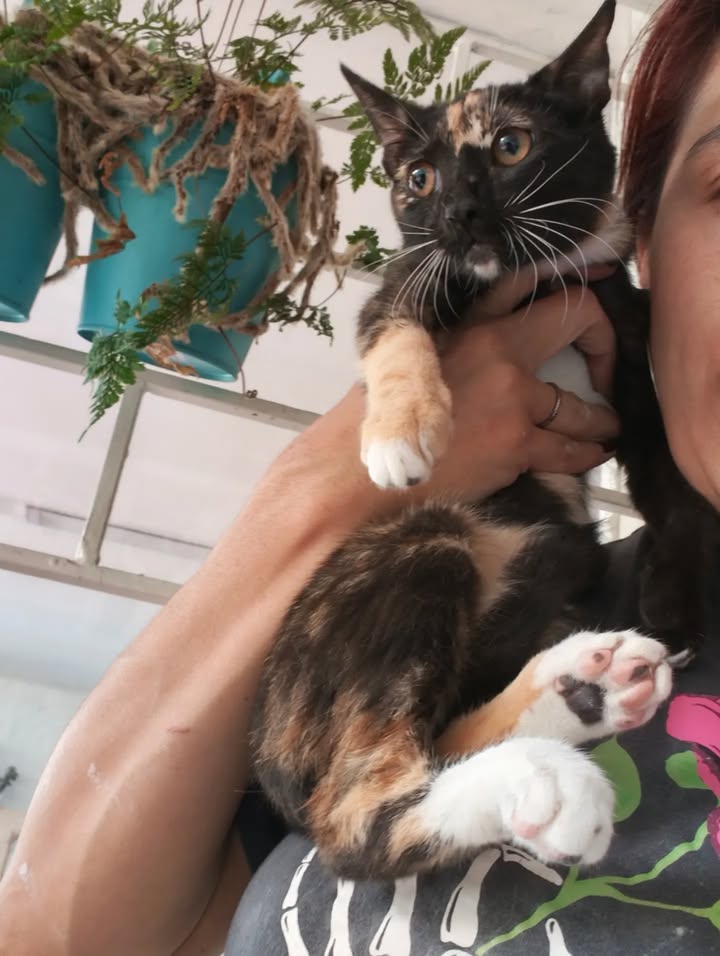 Adopción de gatos en Bogotá: ¡Encuentra tu compañero felino! 