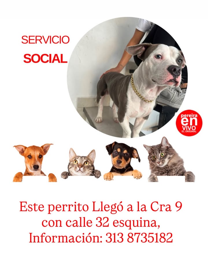 Gato encontrado en la Cra 9 con calle 32 esquina 
