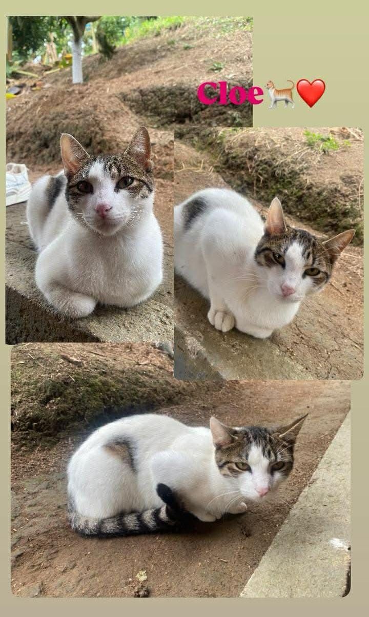 Gata Cloe en adopción - Amagá, Antioquia 