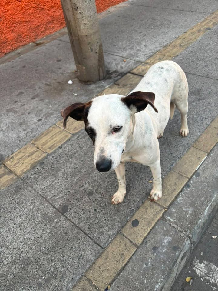 Perrita perdida en el parque de Amagá, Antioquia 