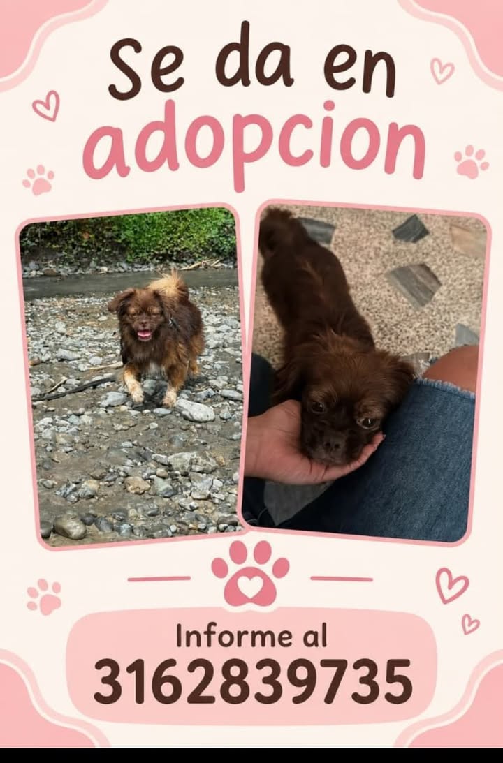 Perro mestizo en adopción en Tuluá 
