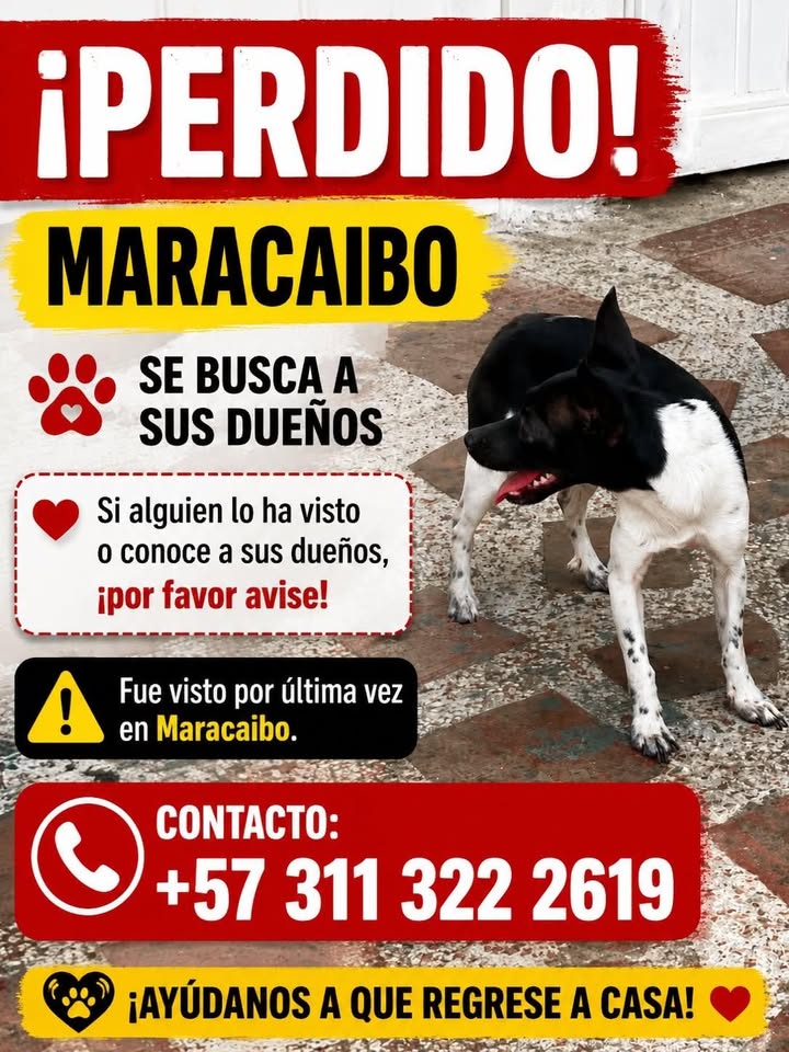 Perro perdido en Tuluá 