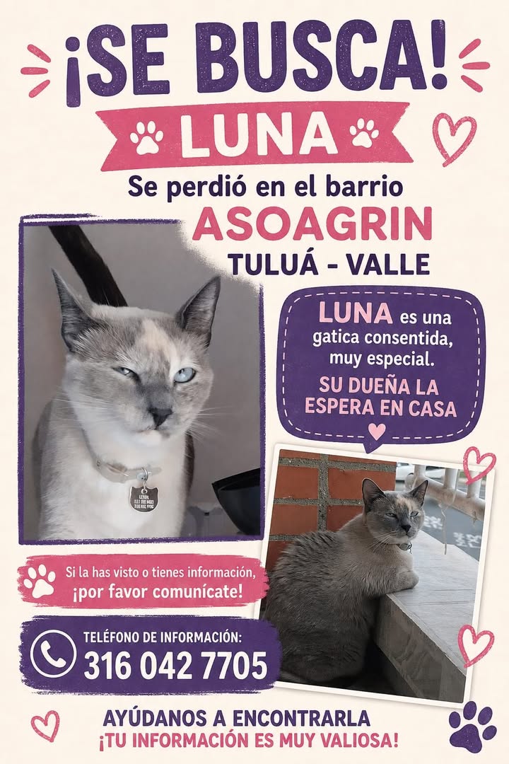 Gata llamada Luna perdida en Tuluá 