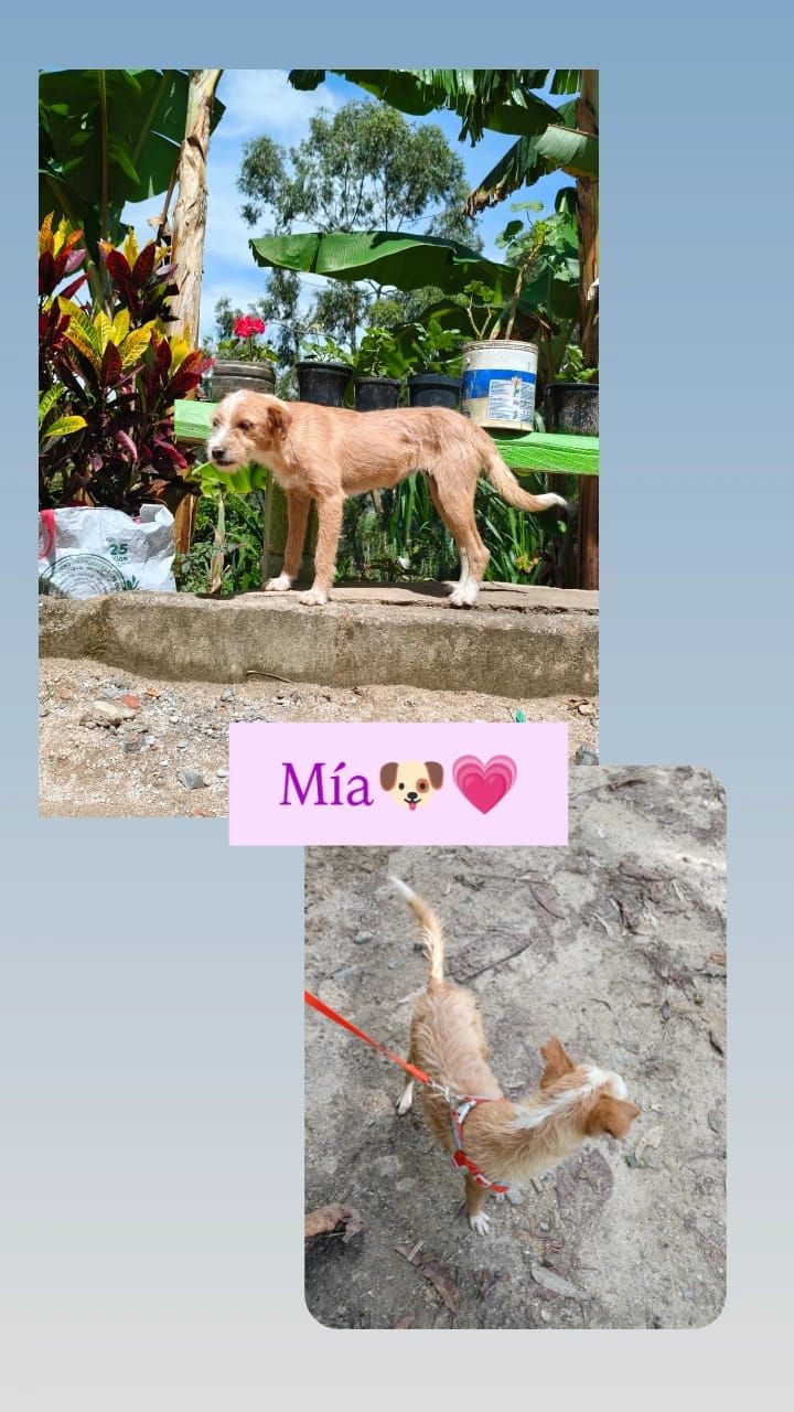 Perra Mia en adopción - Antioquia 