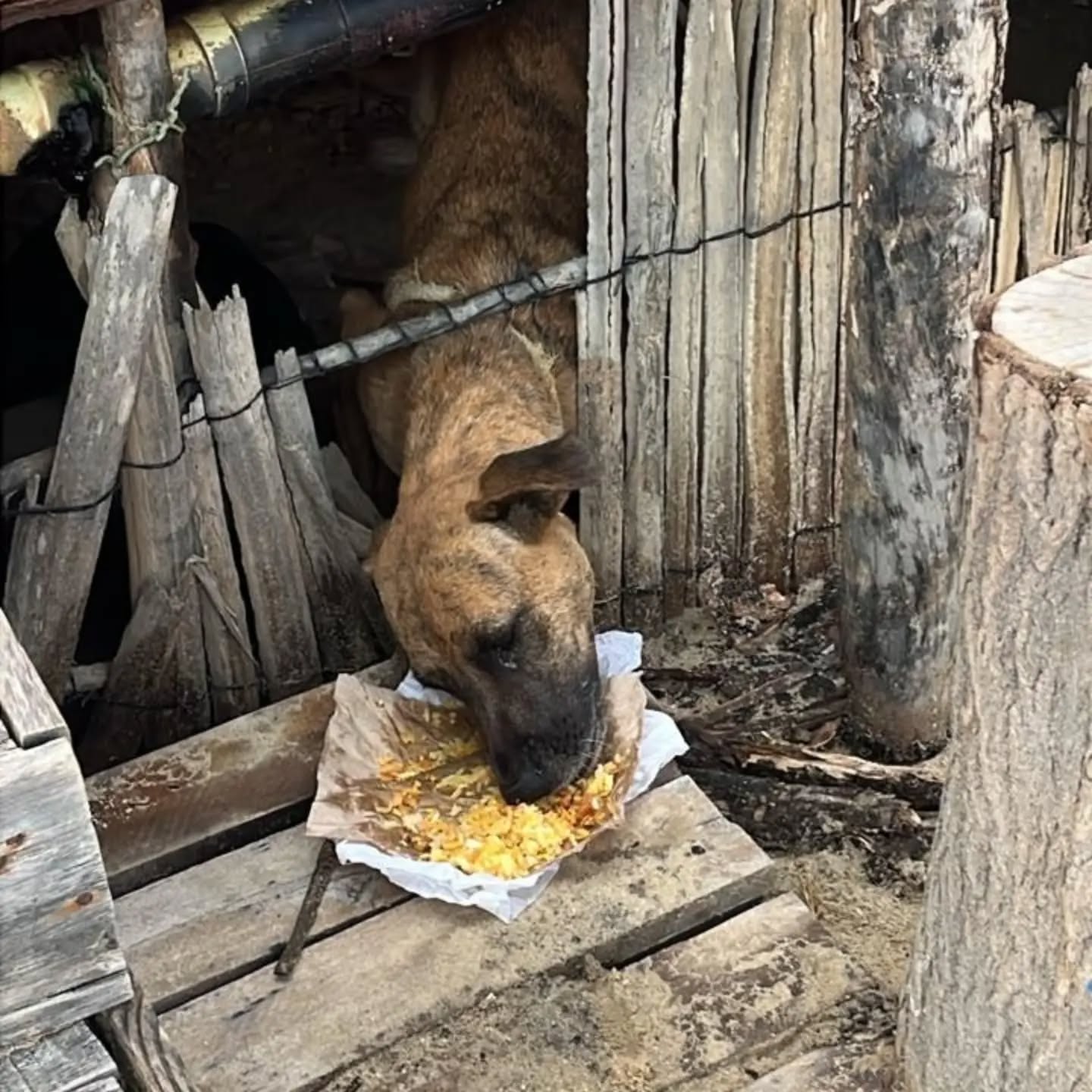 Perros en adopción en Bogotá y Colombia 