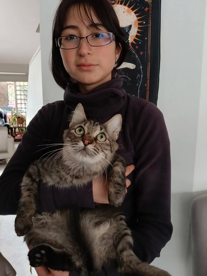 Gatos en Adopción en Bogotá 