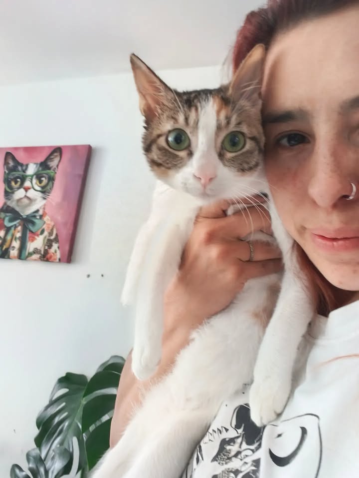 Gatos en Adopción en Bogotá 