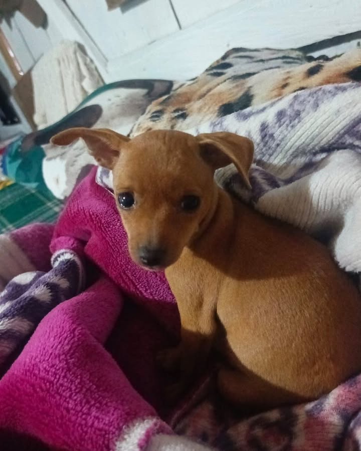 Perrita perdida en Caimalito, Risaralda 