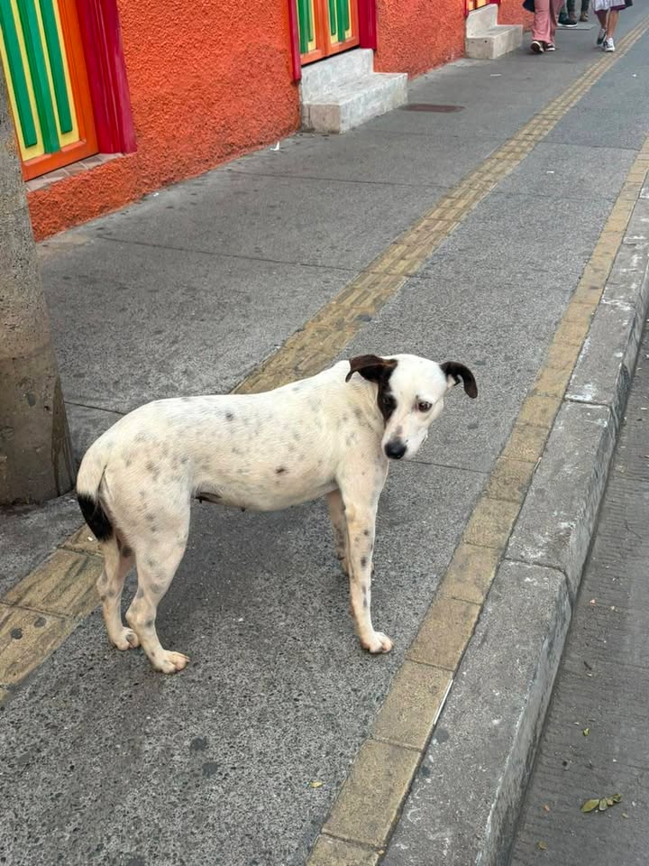 Perrita perdida en el parque de Amagá, Antioquia 