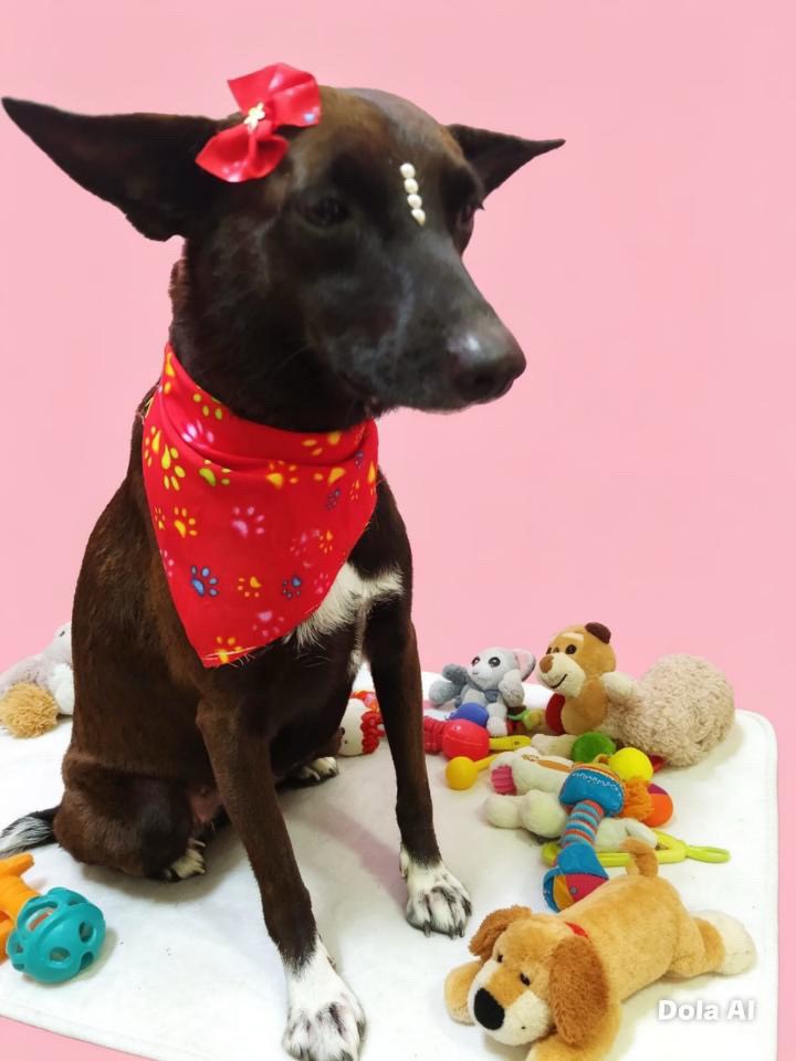 Perros en adopción en Pereira, Risaralda 