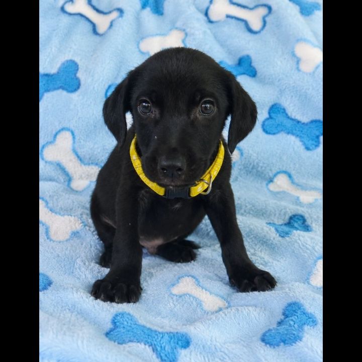 Adopción responsable perro cachorro Neira Caldas 