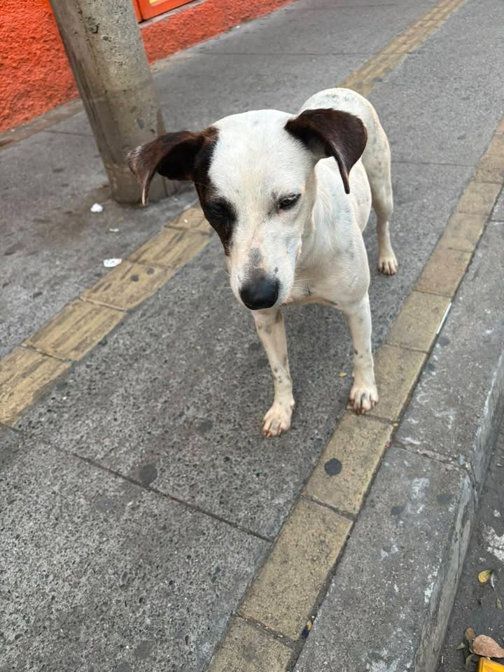 Perrita perdida en el parque de Amagá, Antioquia 