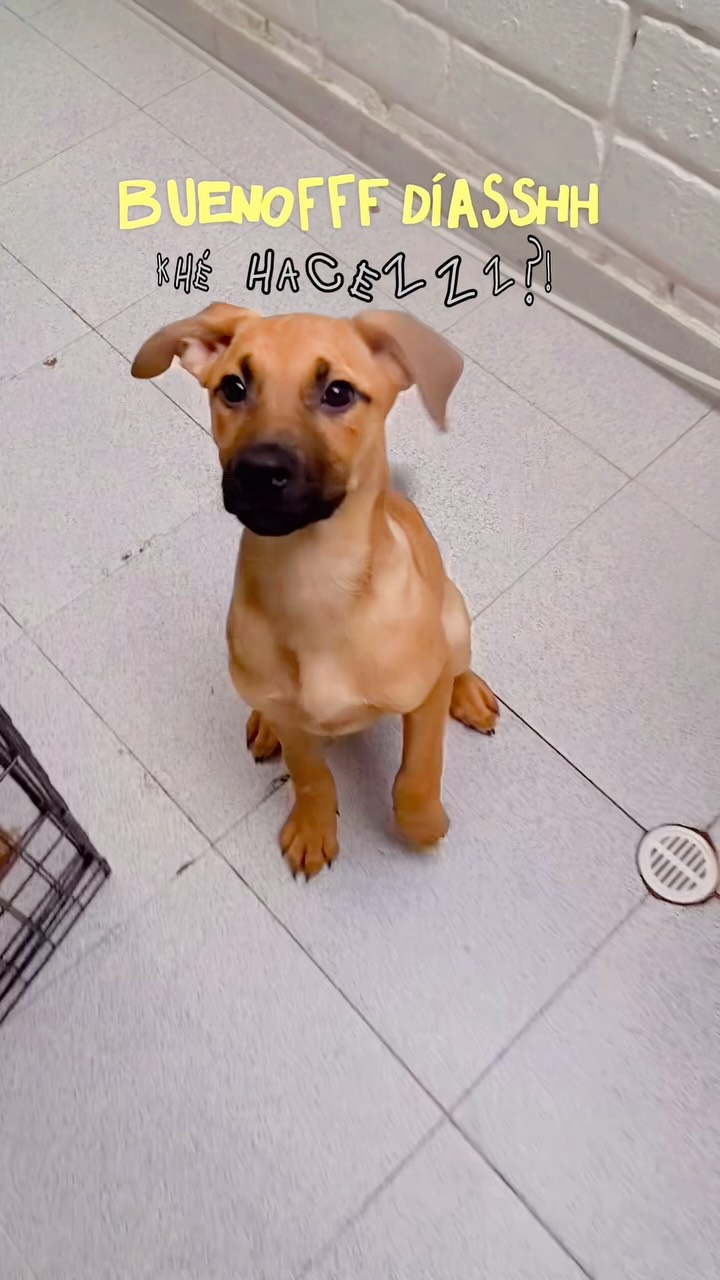 Adopta Mascotas en Bogotá: Florecita, Arbolito y Botoncito buscan hogar 