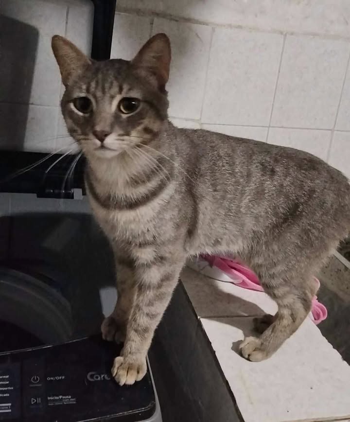Gato en adopción en Pereira, Risaralda 