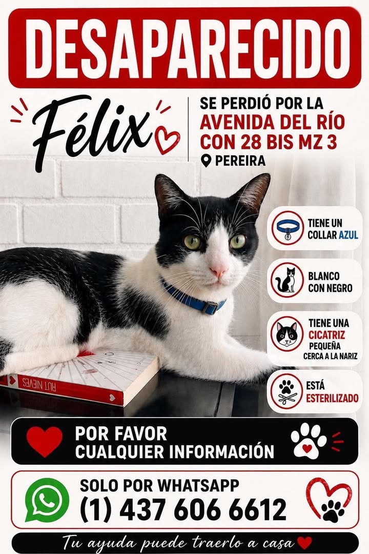 Gato negro y blanco desaparecido en Pereira 