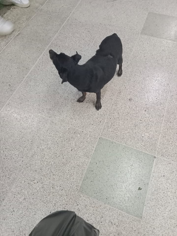 Perro tipo Pincher perdido en Amagá, Antioquia 