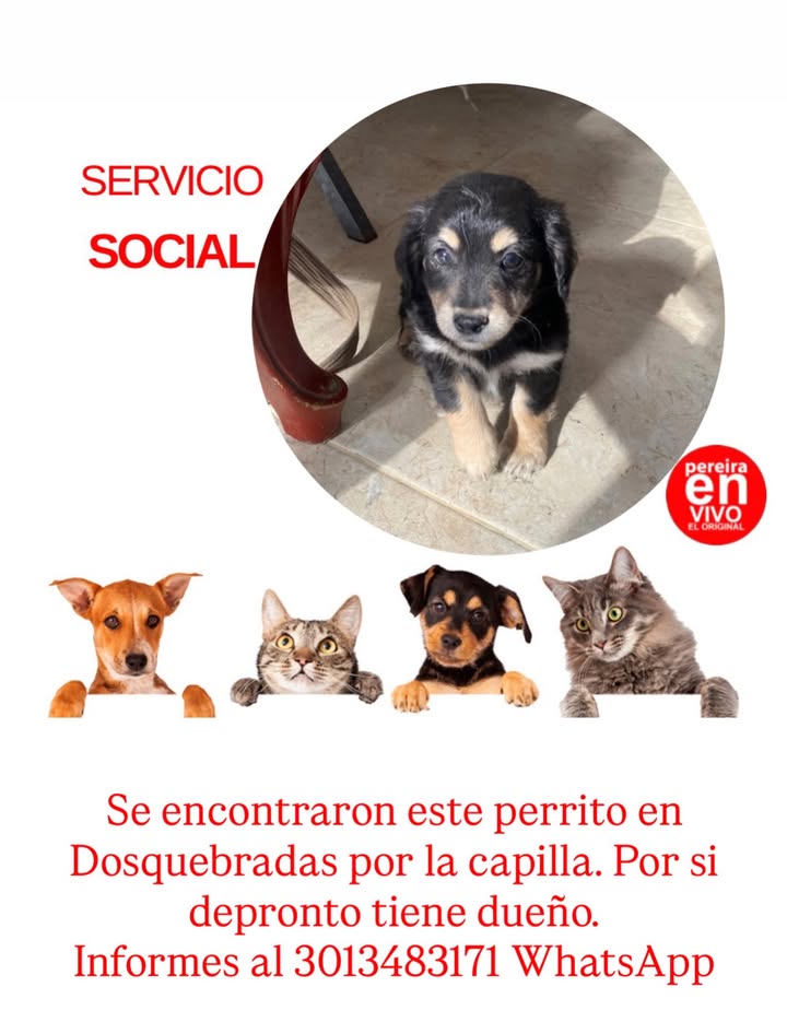 Perrito encontrado en Dosquebradas 