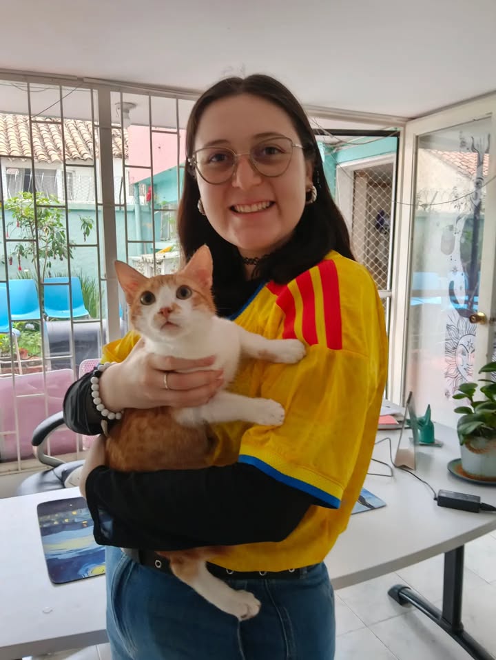 Gatos en Adopción en Bogotá 