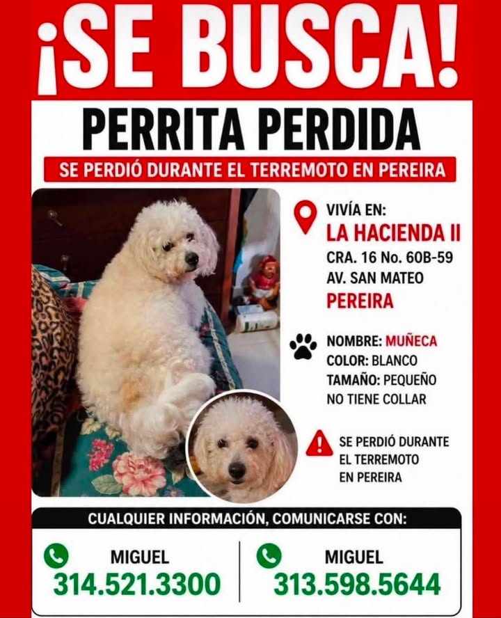 Se Busca Perrita Perdida Muñeca en Pereira 