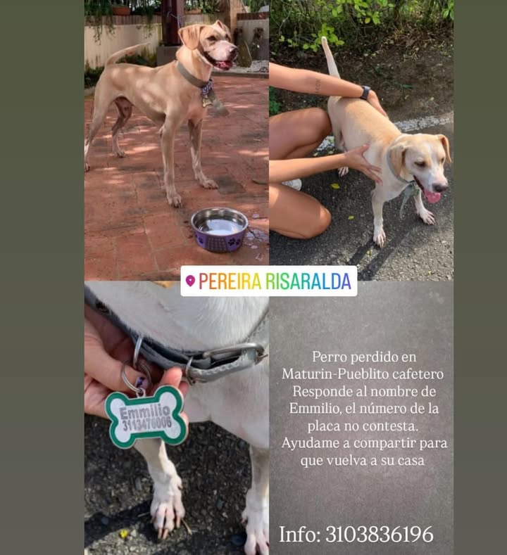 Perro perdido en Mahone, Risaralda 