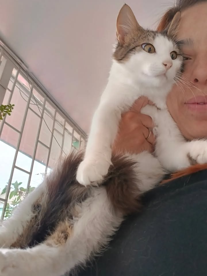 Adopción de gatos en Bogotá: ¡Encuentra tu compañero felino! 