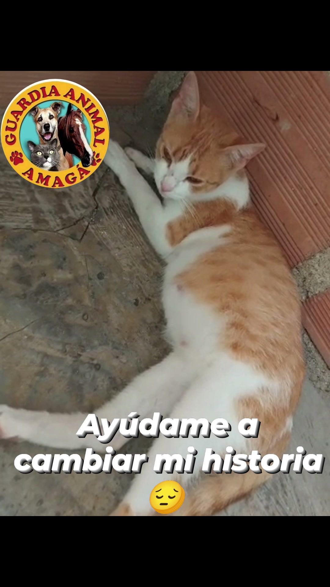 Gatita Luna busca hogar en Amagá, Antioquia, Colombia. Embarazada y necesita ado 
