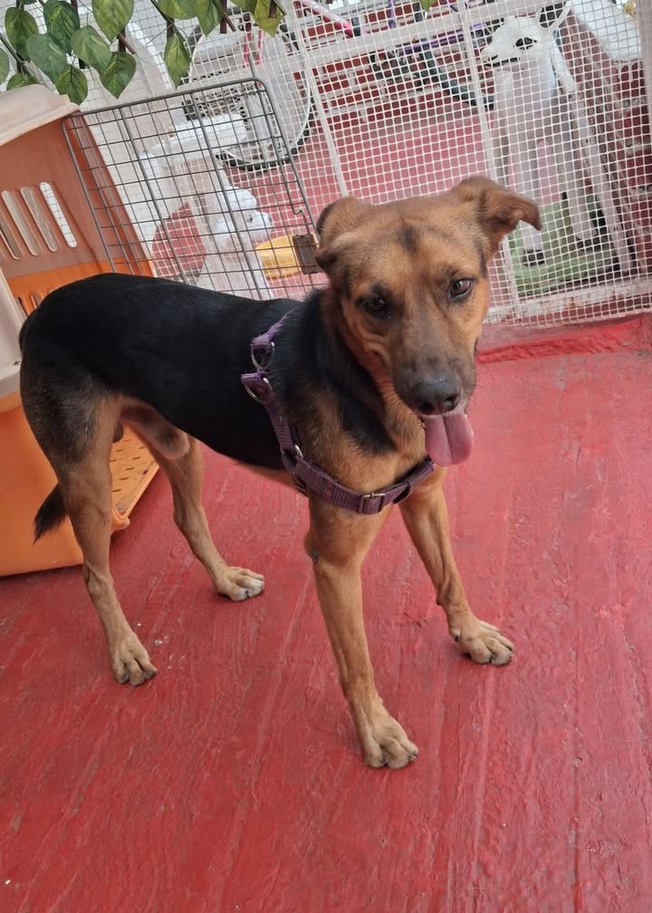 Perro joven perdido en El Guabal, Cali - Buscando a su familia 
