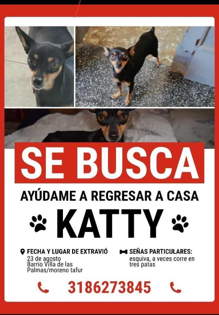 Perro KATTY perdido en Tuluá 