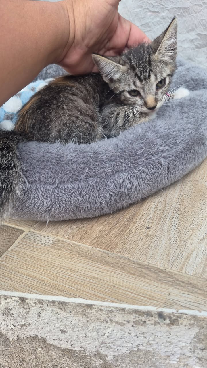 Adopción de gatos en Bogotá 