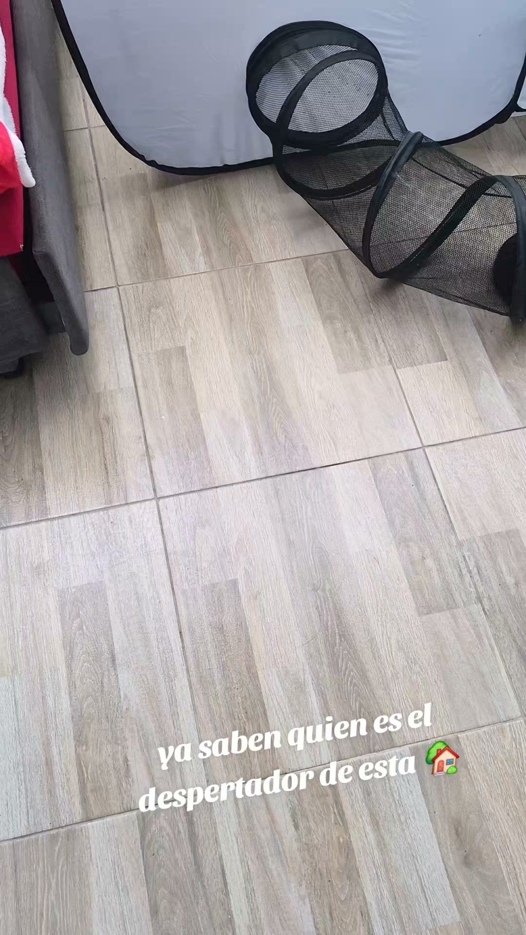 Cachorro juguetón busca hogar 