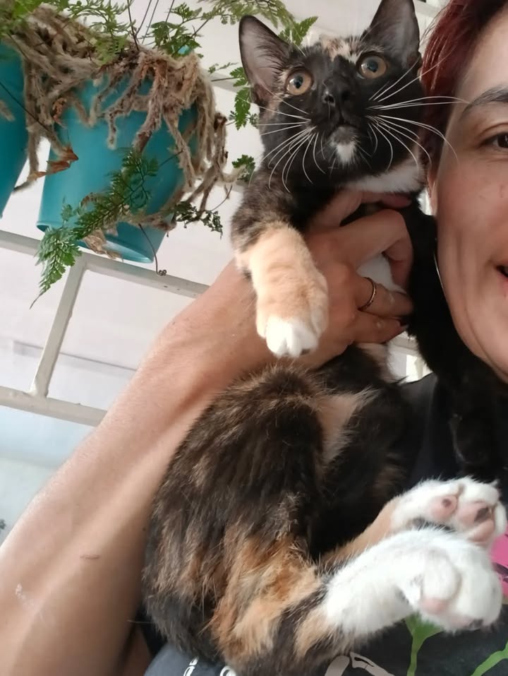 Adopción de gatos en Bogotá: ¡Encuentra tu compañero felino! 