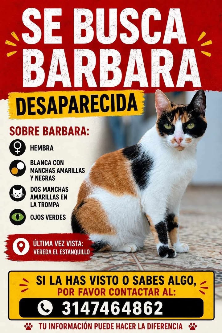 Gata perdida Barbara en Pereira 
