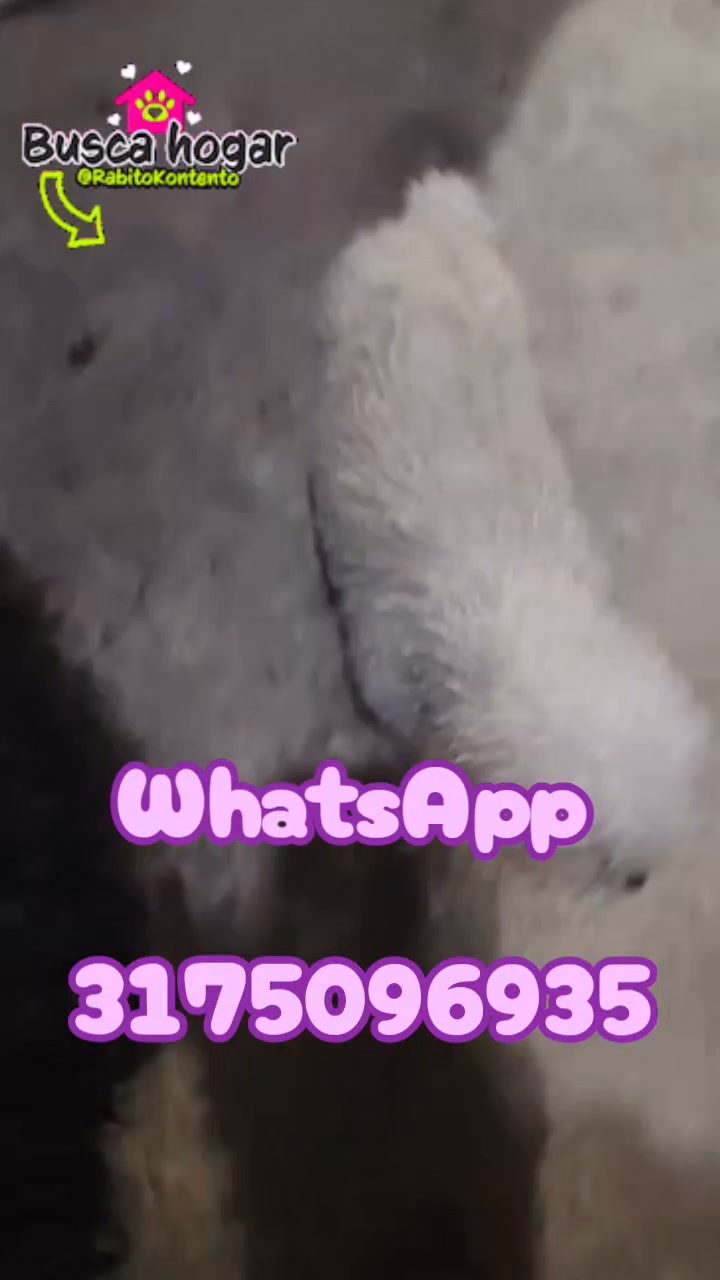 Perrito de pelaje blanco busca hogar 