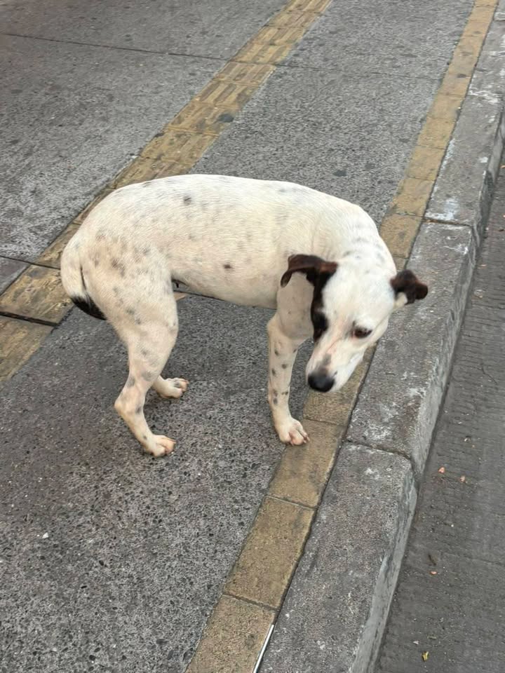 Perrita perdida en el parque de Amagá, Antioquia 