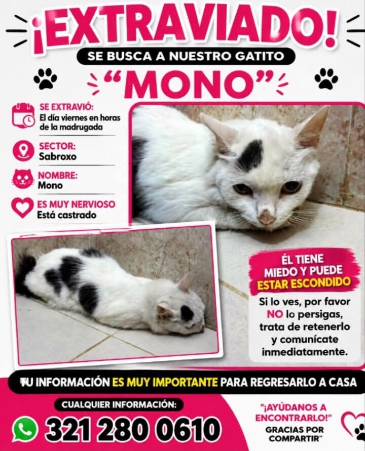 Gatito extraviado en La Virginia, Risaralda 