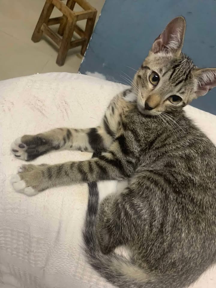 Adopta 5 gatitos en Tuluá, Valle del Cauca 