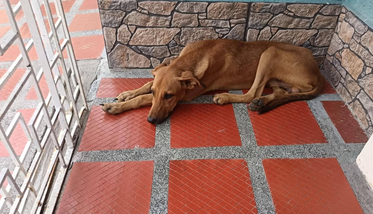 Perro cafe claro perdido en Tuluá, Valle 