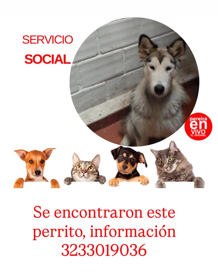 Perro encontrado en Pereira, Risaralda 