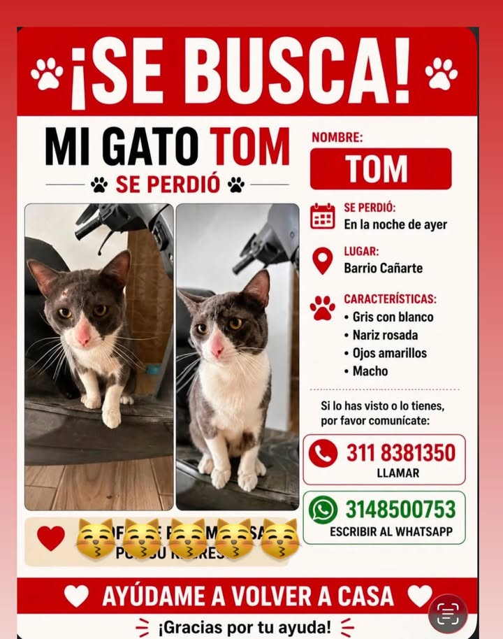 Gato Tom se perdió en Pereira 