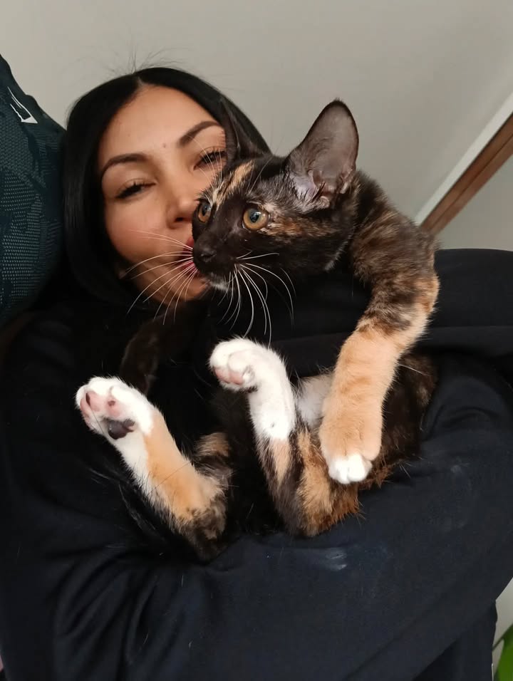 Adopción de gatos en Bogotá: ¡Encuentra tu compañero felino! 