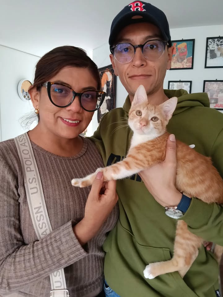 Adopción de gatos en Bogotá: ¡Encuentra tu compañero felino! 