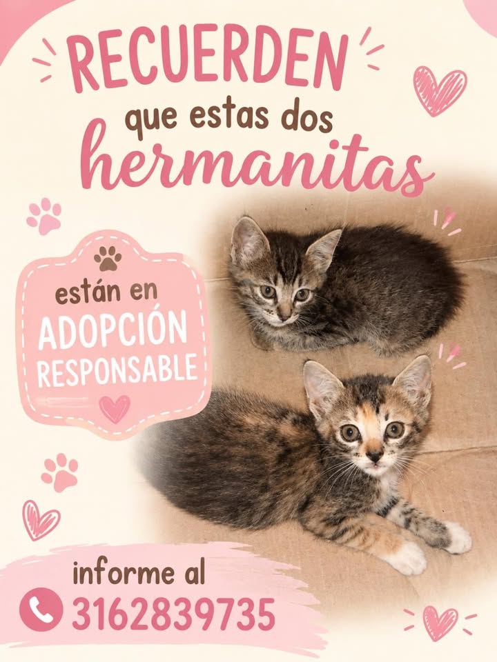 Adopción responsable hermanitas gatunas en Tuluá 