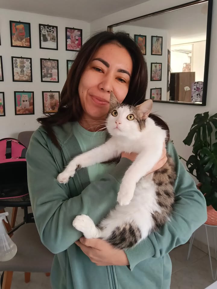 Adopción de gatos en Bogotá: ¡Encuentra tu compañero felino! 