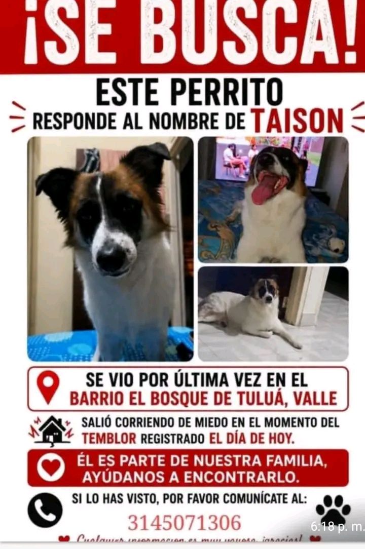 Perro perdido en Tuluá, Valle - Taison 