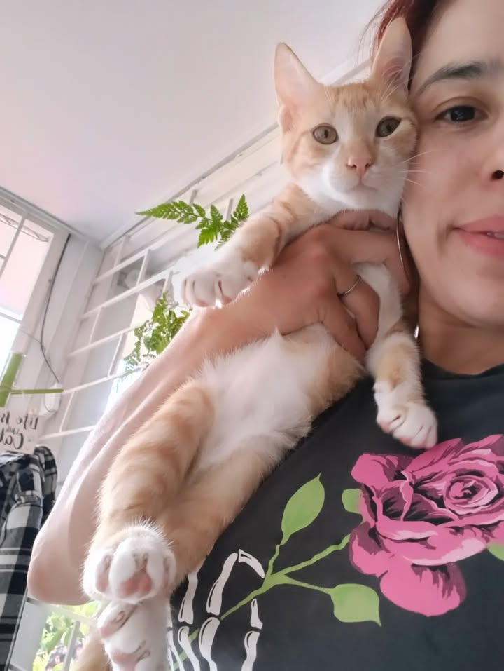 Adopción de gatos en Bogotá: ¡Encuentra tu compañero felino! 