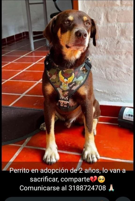 Perro en adopción en Tuluá, Valle - Necesita hogar libre 
